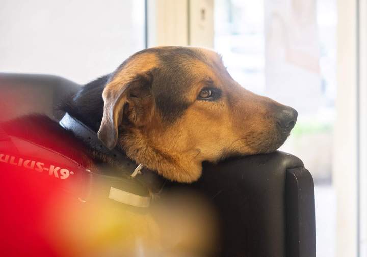 Notre mascotte Mouans-Sartoux